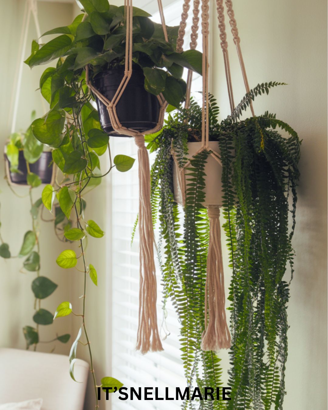 Hanging Plants: The Easiest Way to Add Life (and Height) to Your Space