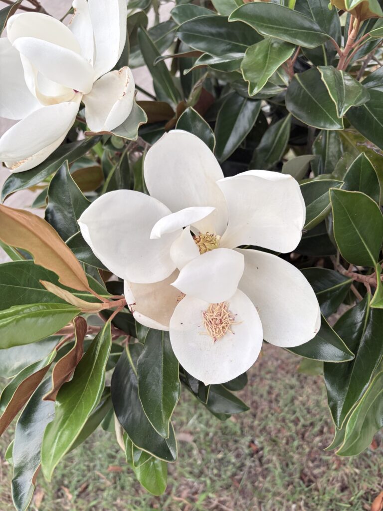 Slow Living Lifestyle: How I Embrace a Simpler, Cozier, More Intentional Life